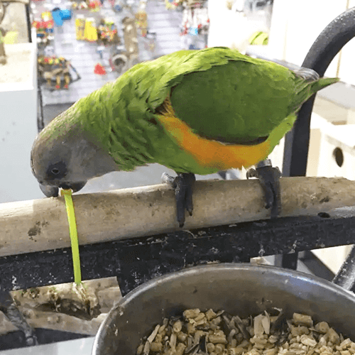 Senegal Parrot Melbourne 1