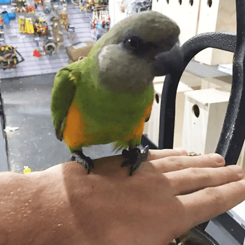 Senegal Parrot Melbourne 2