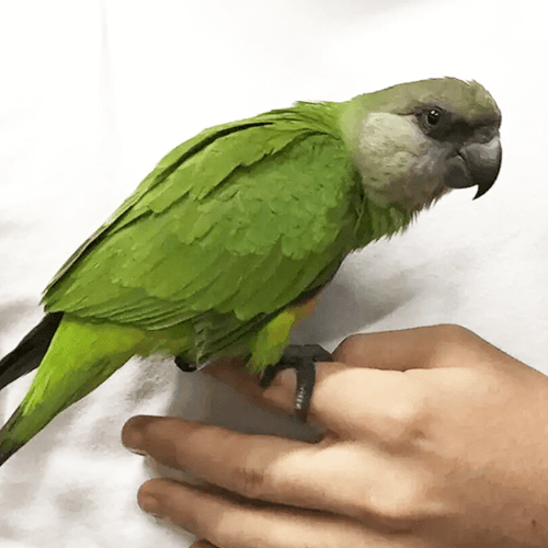Senegal Parrot Melbourne 3