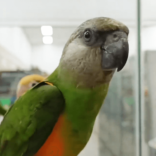 Senegal Parrot Melbourne 4