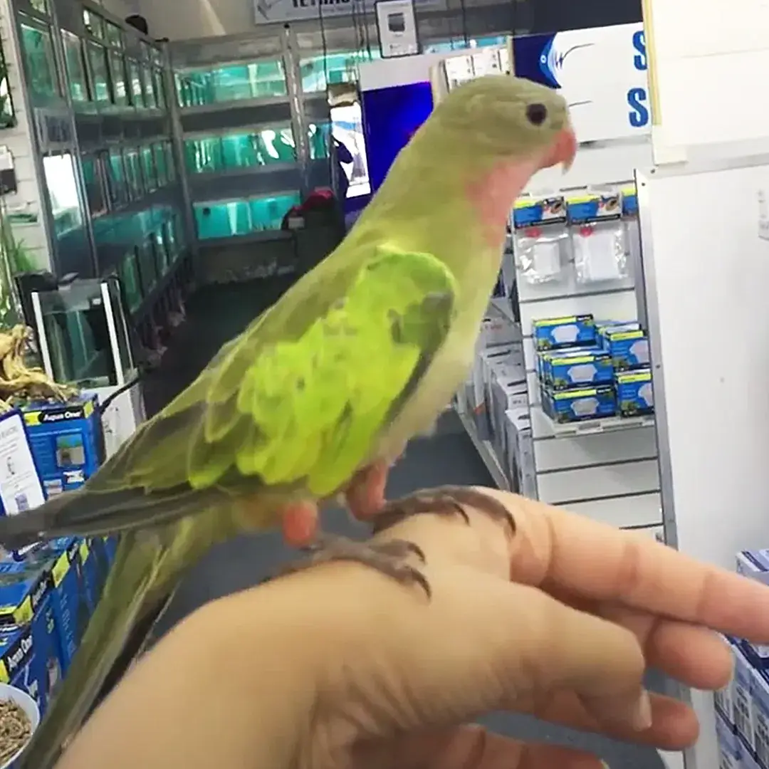 Australian parrots for sale
