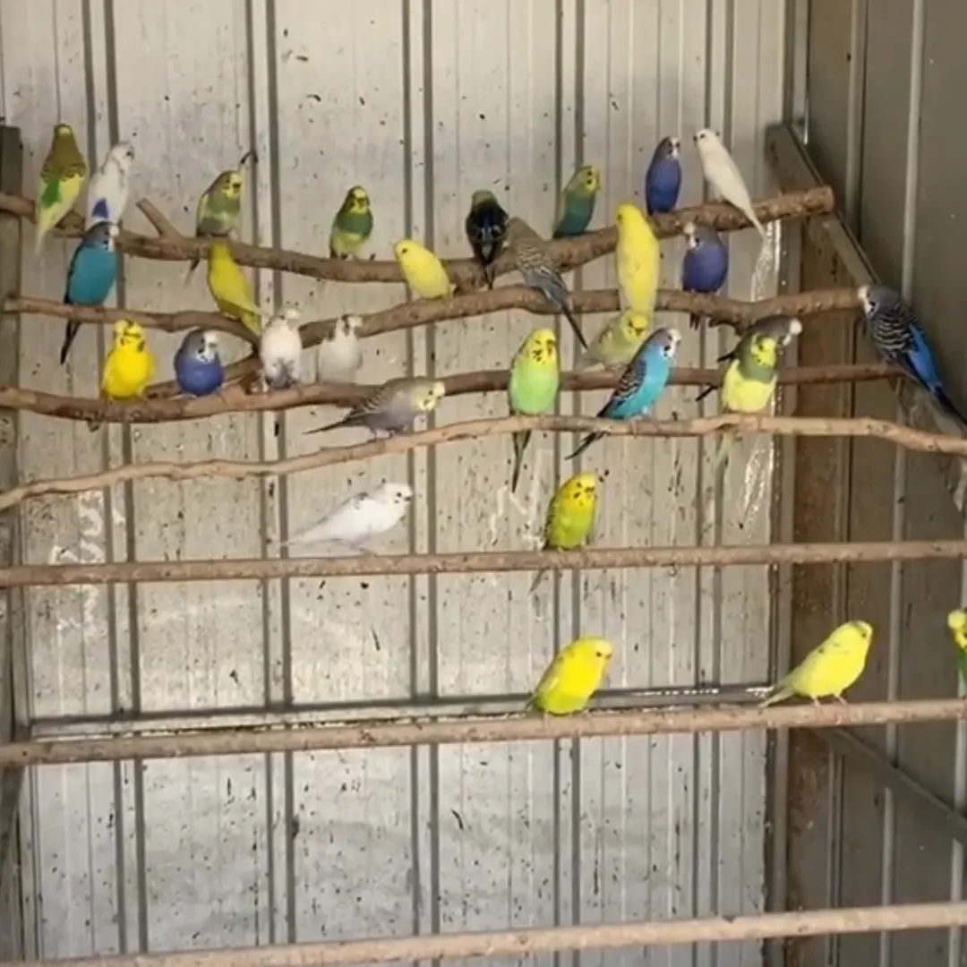 Aviary Birds for sale