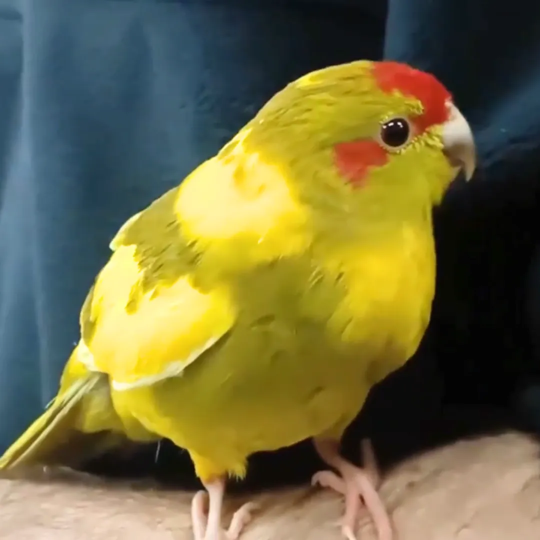 Parrots for sale Melbourne_Yellow Kakarikis