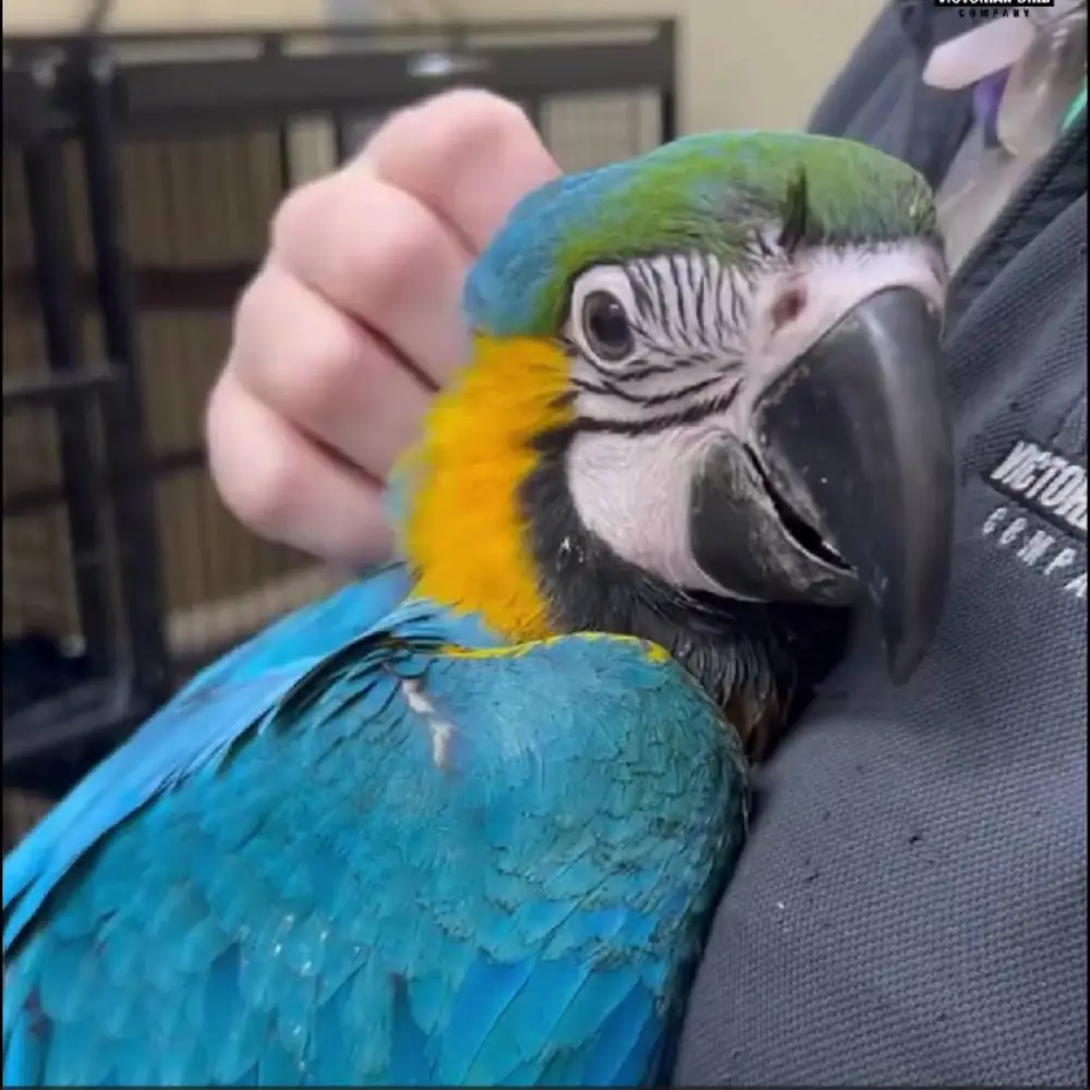 pet birds for sale Victoria  macaw