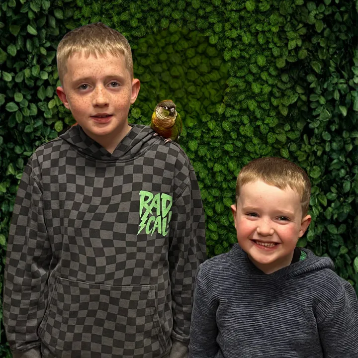 GB-Green-Cheek-Conure-Bjorn-and-Orson.webp